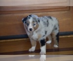 Small Photo #45 Australian Shepherd Puppy For Sale in GREER, SC, USA
