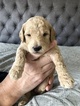 Small Photo #3 Goldendoodle Puppy For Sale in FORT COLLINS, CO, USA