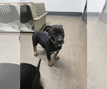 Small #2 American Staffordshire Terrier Mix