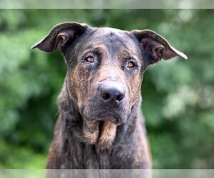 Plott Hound-Unknown Mix Dogs for adoption in Tavares, FL, USA