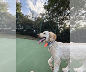 Pippen - Male Golden Retriever-Unknown Mix Dog for Adoption - Photo #3