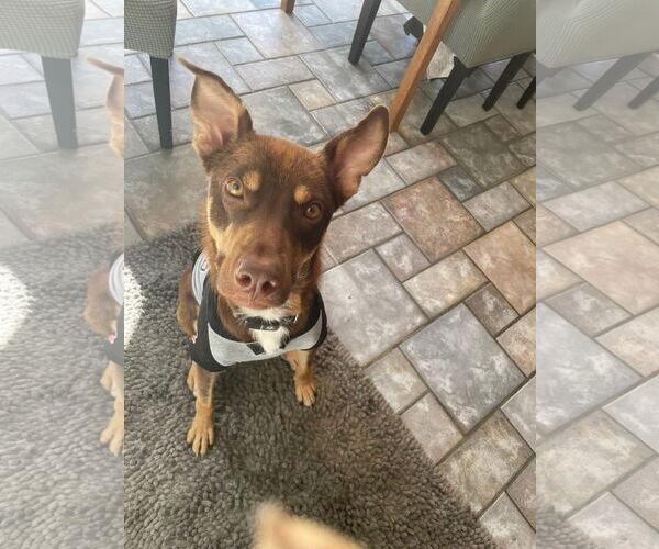 Medium Photo #8 Australian Shepherd-Unknown Mix Puppy For Sale in Germantown, OH, USA