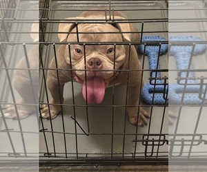 Father of the American Bully puppies born on 05/19/2025