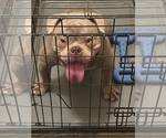 Small Photo #1 American Bully Puppy For Sale in SELAH, WA, USA