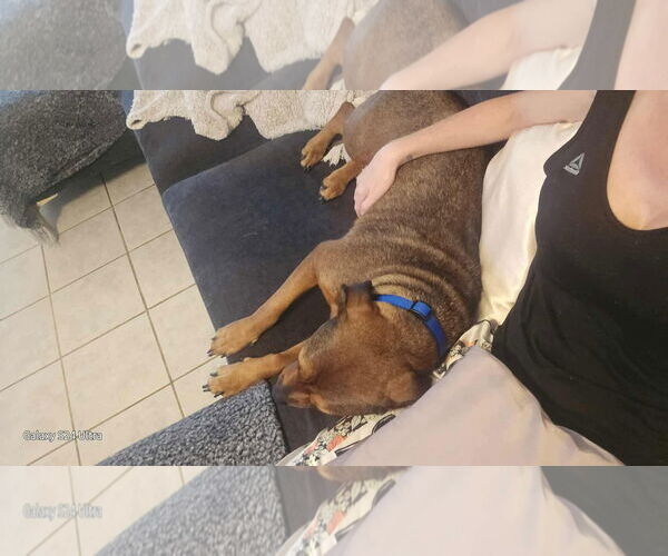 Medium Photo #2 American Staffordshire Terrier-Unknown Mix Puppy For Sale in NEWPORT NH, NH, USA