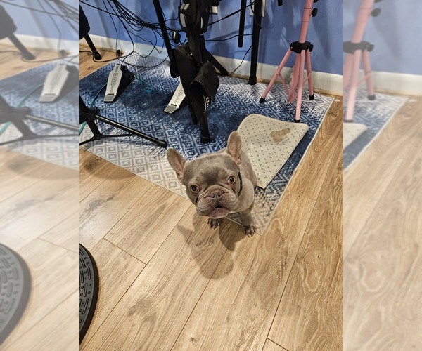 Medium Photo #1 French Bulldog Puppy For Sale in DECATUR, GA, USA