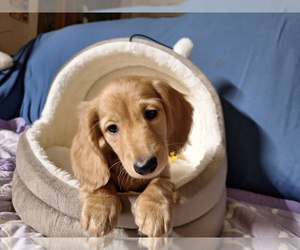Dachshund Puppy for sale in BRISTOL, TN, USA