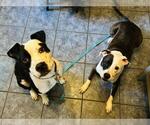 Small #1 American Pit Bull Terrier Mix