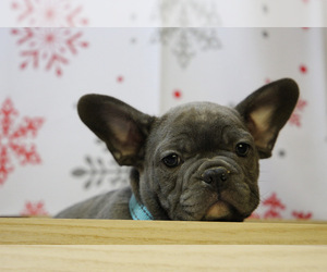 French Bulldog Puppy for sale in ERIAL, NJ, USA