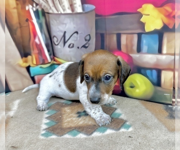 Medium Photo #5 Dachshund Puppy For Sale in CASSVILLE, MO, USA