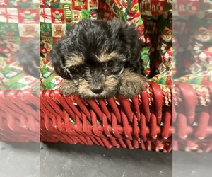 YorkiePoo Puppy for sale in SALUDA, SC, USA
