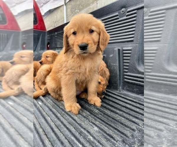 Medium Photo #8 Golden Retriever Puppy For Sale in SAN DIEGO, CA, USA