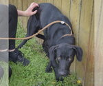 Small #3 Weimaraner Mix