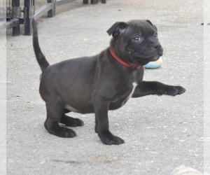 Staffordshire Bull Terrier Puppy for sale in CHALMETTE, LA, USA