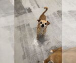 Small #3 Chihuahua