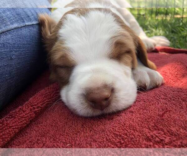 Medium Photo #6 Brittany Puppy For Sale in RIDGECREST, CA, USA