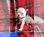 Small Photo #11 Boston Terrier Puppy For Sale in POMEROY, OH, USA