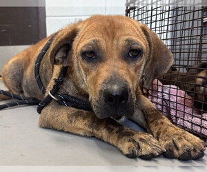 Labrador Retriever-Unknown Mix Dogs for adoption in Corpus Christi, TX, USA