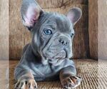 Small #1 French Bulldog