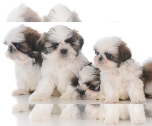 Shih Tzu Puppy for sale in SAN JOSE, CA, USA
