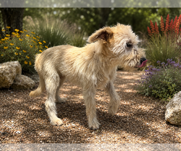Medium Photo #2 Mutt Puppy For Sale in PIPE CREEK, TX, USA