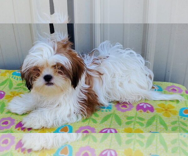 Medium Photo #4 Shih Tzu Puppy For Sale in Mountain View, MO, USA