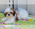 Small #3 Shih Tzu