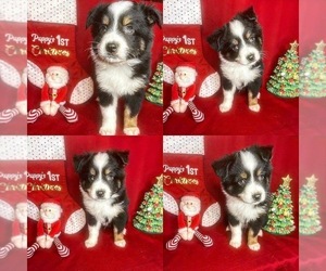 Miniature Australian Shepherd Puppy for sale in BROOKER, FL, USA