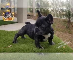 French Bulldog Puppy for sale in RIVERSIDE, CA, USA