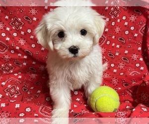 Maltese Puppy for sale in JONESTOWN, TX, USA