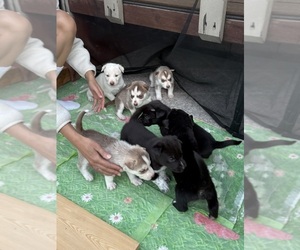 Labrador Retriever-Siberian Husky Mix Litter for sale in OAKLAND, CA, USA