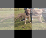 Small Photo #1 American Pit Bull Terrier Puppy For Sale in HERSEY, MI, USA