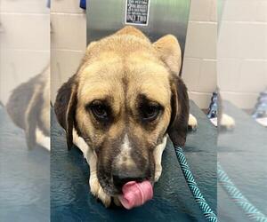 Anatolian Pyrenees Dogs for adoption in Mobile, AL, USA