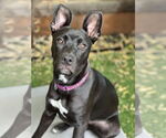 Small #2 German Shepherd Dog-Huskies  Mix