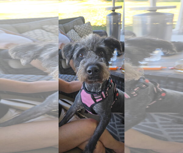 Medium Photo #1 Australian Shepherd-Unknown Mix Puppy For Sale in Sandy, UT, USA