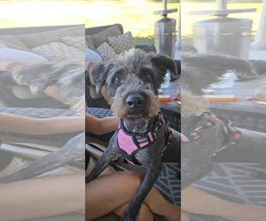Australian Shepherd-Unknown Mix Dogs for adoption in Sandy, UT, USA
