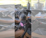 Small Australian Shepherd Mix