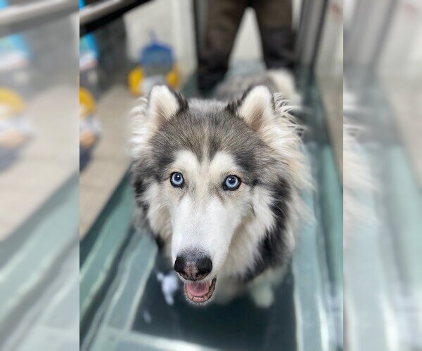 Medium Photo #3 Huskies -Unknown Mix Puppy For Sale in Carrollton, TX, USA