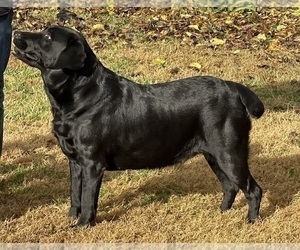 Mother of the Labrador Retriever puppies born on 01/09/2023