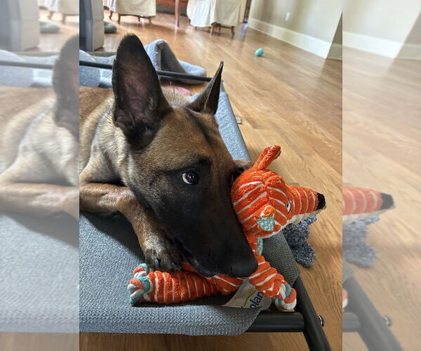 Medium Photo #1 Mutt Puppy For Sale in Imlay City, MI, USA