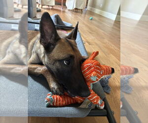 Mutt Dogs for adoption in Imlay City, MI, USA