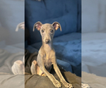 Small #2 Italian Greyhound
