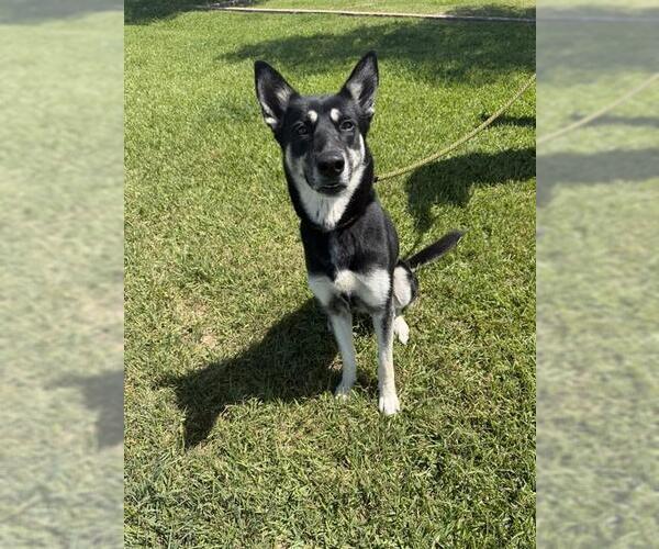 Medium Photo #1 German Shepherd Dog-Unknown Mix Puppy For Sale in Pasadena, TX, USA