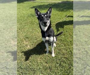 German Shepherd Dog-Unknown Mix Dogs for adoption in Pasadena, TX, USA