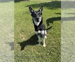 NOVA - Female German Shepherd Dog-Unknown Mix Dog for Adoption - Small photo