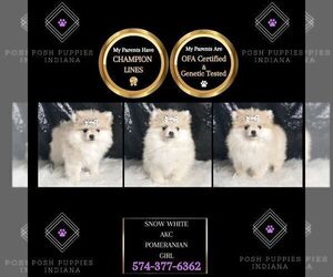 Medium Pomeranian
