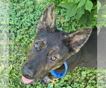 Small Labrador Retriever Mix