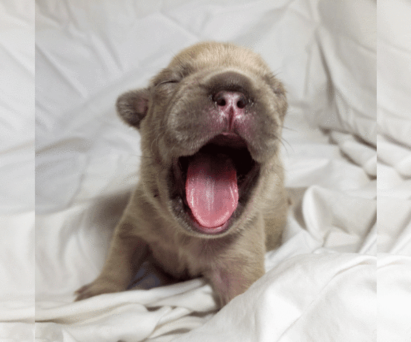 Medium Photo #11 French Bulldog Puppy For Sale in PASCO, WA, USA