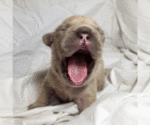 Small Photo #11 French Bulldog Puppy For Sale in PASCO, WA, USA
