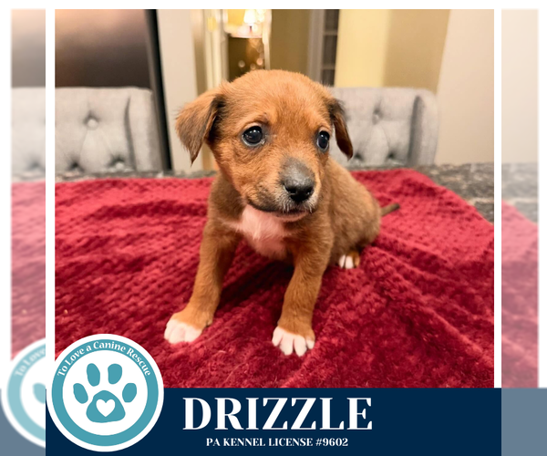 Medium Photo #4 Labrador Retriever-Unknown Mix Puppy For Sale in Kimberton, PA, USA